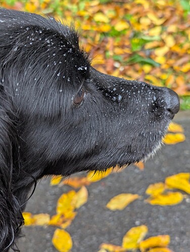 Dog on pavement, you can see raindrops on his face and leaves on the pavement