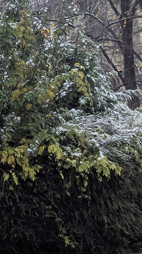 Bush with snow on it