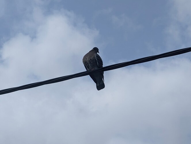 Zoomed in photo of a bird on a wire