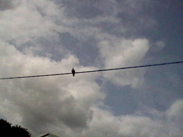 Grainy photo of a bird on a wire