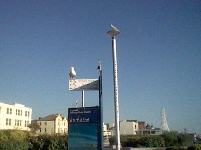 Sign in a square pinpointing various destinations with a map below. A bird is sat on the sign and another one might be on the lamppost next to it. Buildings and foilage are seen in the background.